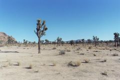 Joshua Tree