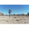 Joshua Tree