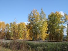 Fall colors Idaho