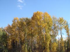 fall colors Idaho