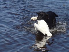 snow goose