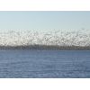 duck and goose hunting