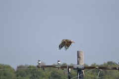 Red Tailed Hawk 1