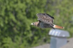 Red Tailed Hawk 2